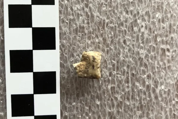 Dente drogas planta 4 mil anos