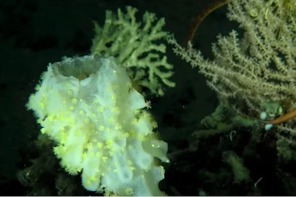Imagem colorida de esponja marinha que sobrevivem na escuridão - Metrópoles