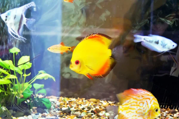 Imagem colorida de peixe doméstico em aquário