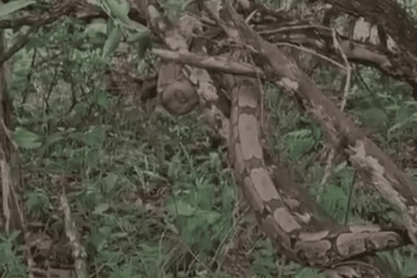 cobra resgatada no Jardim Botânico