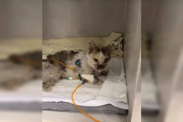 Gata maltratada internada em clínica - Metrópoles