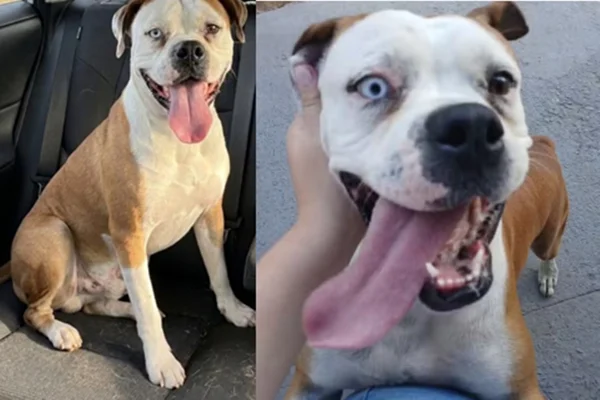 Ele disse que teria comprado o animal de um traficante e exigiu dinheiro para devolvê-lo.