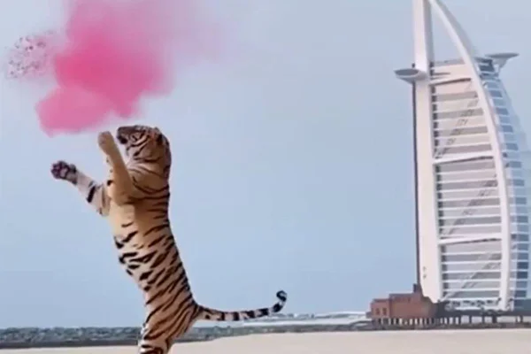 Tigre em chá revelação em praia de Dubai