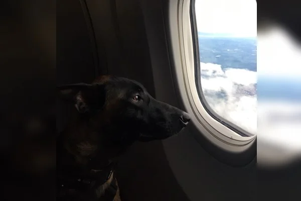 Cachorro em avião