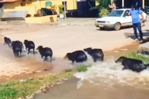 porcos do mato povoado goias rio araguaia