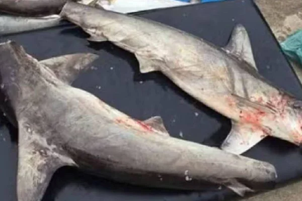 Tubarões mortos encontrados pela PM ambiental em santos sobre mesa- Metrópoles