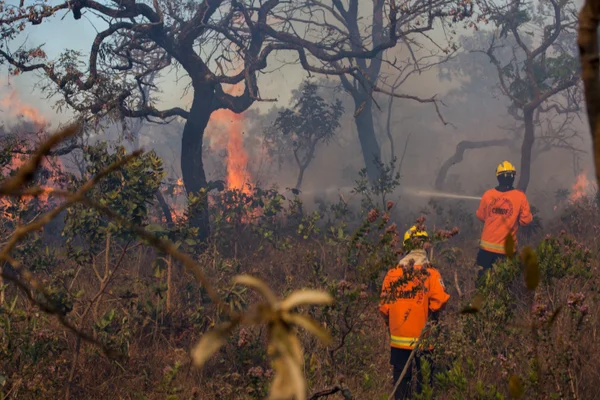 Brasília registra 704 incêndios florestais nos primeiros 15 dias de setembro