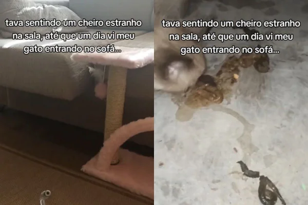 Foto colorida de um gato - Metrópoles