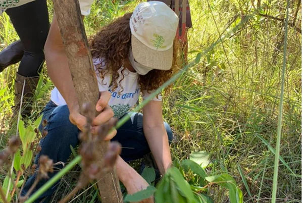 Cidade do DF que já foi uma das menos arborizadas luta para recuperar o verde