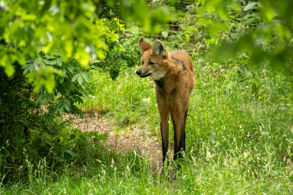 Lobo no zoológico Wilhelma, na Alemanha