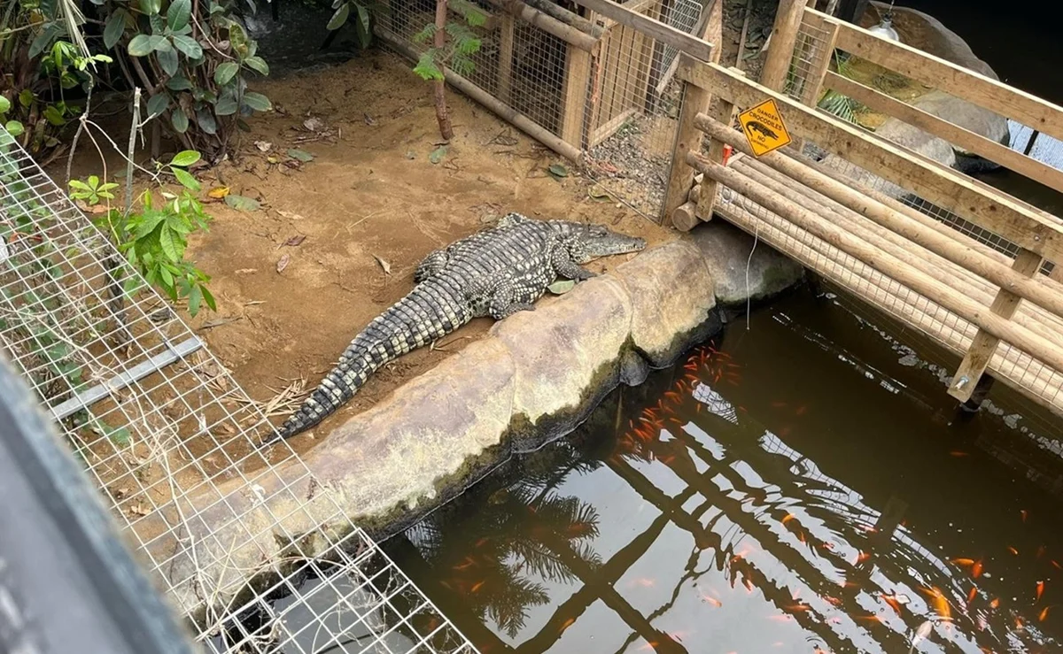 Recinto de crocodilos do Johnson's of Old Hurst, zoo na Inglaterra Recinto de crocodilos do Johnson's of Old Hurst, zoo na Inglaterra