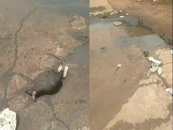 Montagem com fotos coloridas de ratazanas mortas em rua, após o esgoto estourar - Metrópoles