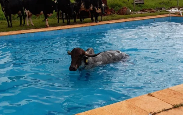 goias vaca piscina