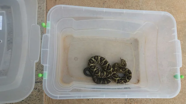 Corpo de homem desaparecido é encontrado dentro de cobra de 7 metros