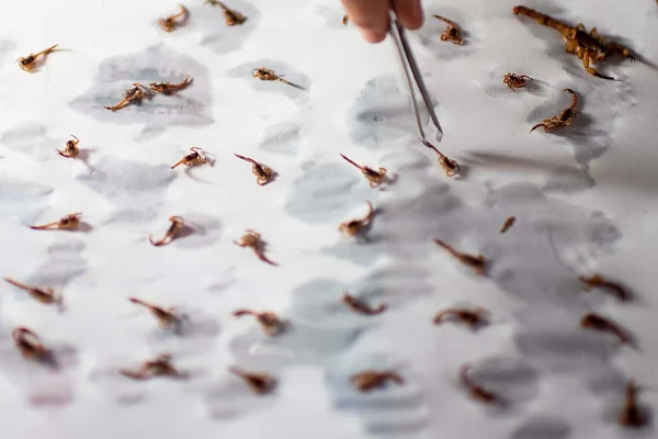 Infestação de mais de 40 escorpiões aterroriza família da Asa Sul