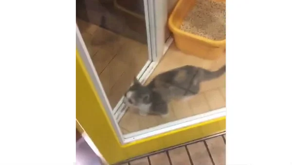 Fofura do dia: gatinho mostra toda a alegria de ver o dono chegar em casa