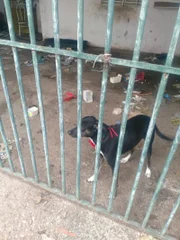 Vizinhos alimentam a cadela pelo espaço na grade