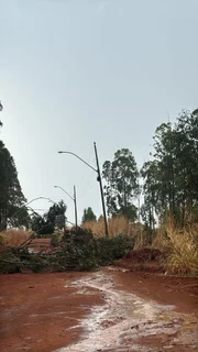 Quedas de árvores no DF