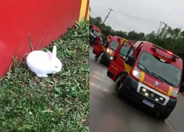 Bombeiros procuram dono de coelho resgatado em acidente com 6 feridos