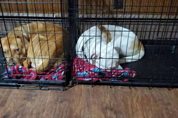 Bombou! Cachorro divide cobertor com irmãzinha e comove a web