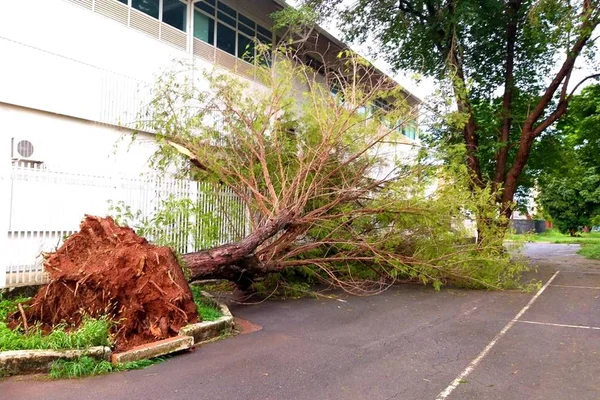 Temporal deixa 37 mil imóveis sem luz e prejuízo nas ruas do DF