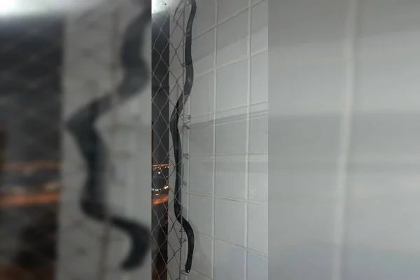Polícia Ambiental resgata cobra em apartamento de Águas Claras