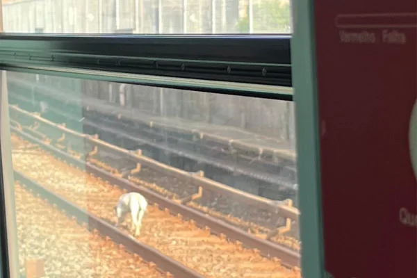 foto colorida de cachorro que invadiu trilhos da Linha Vermelha do Metrô e atrasou operação - Metrópoles