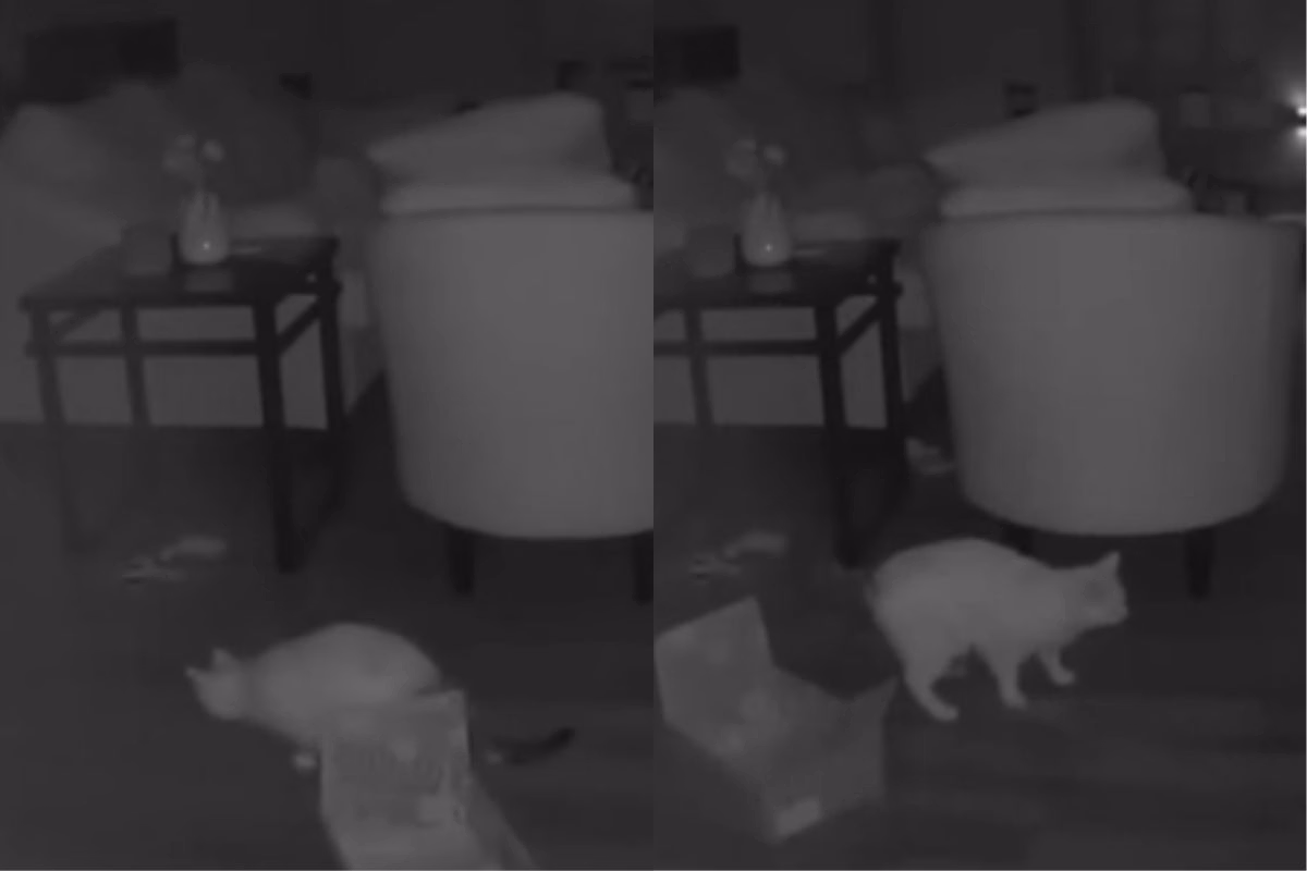 Foto colorida de um gato