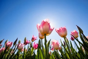 A primavera chega trazendo cor, perfume e a esperança de novos começos A primavera chega trazendo cor, perfume e a esperança de novos começos