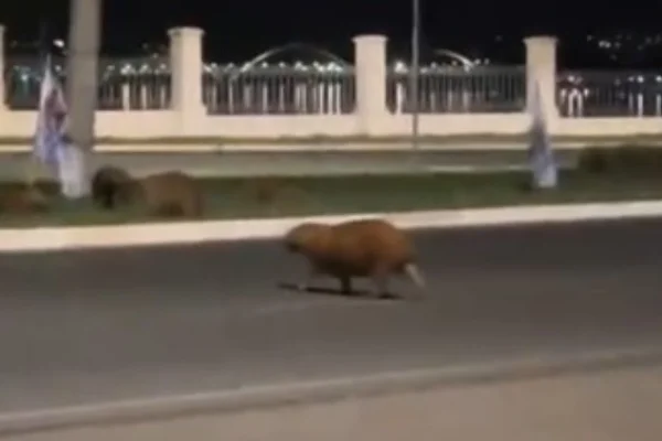 Motorista foge após atropelar e matar capivara que atravessava rua no Lago