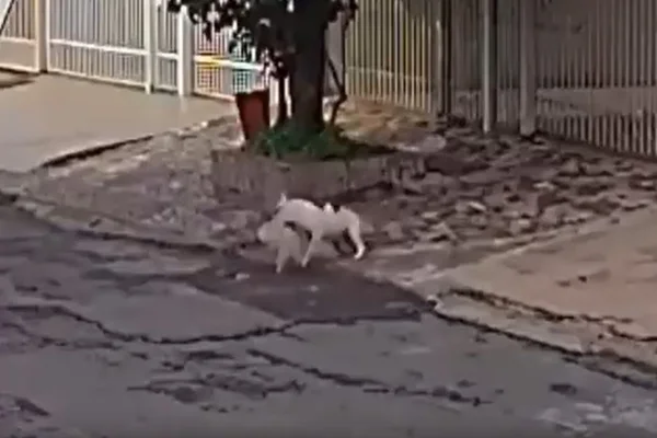 Imagem de um pit-bull atacando um shih-tzu