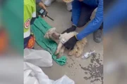 Cadela é resgatada viva após 29 dias sob escombros na Venezuela - imagem 3