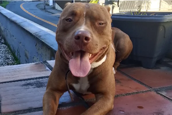 pitbull