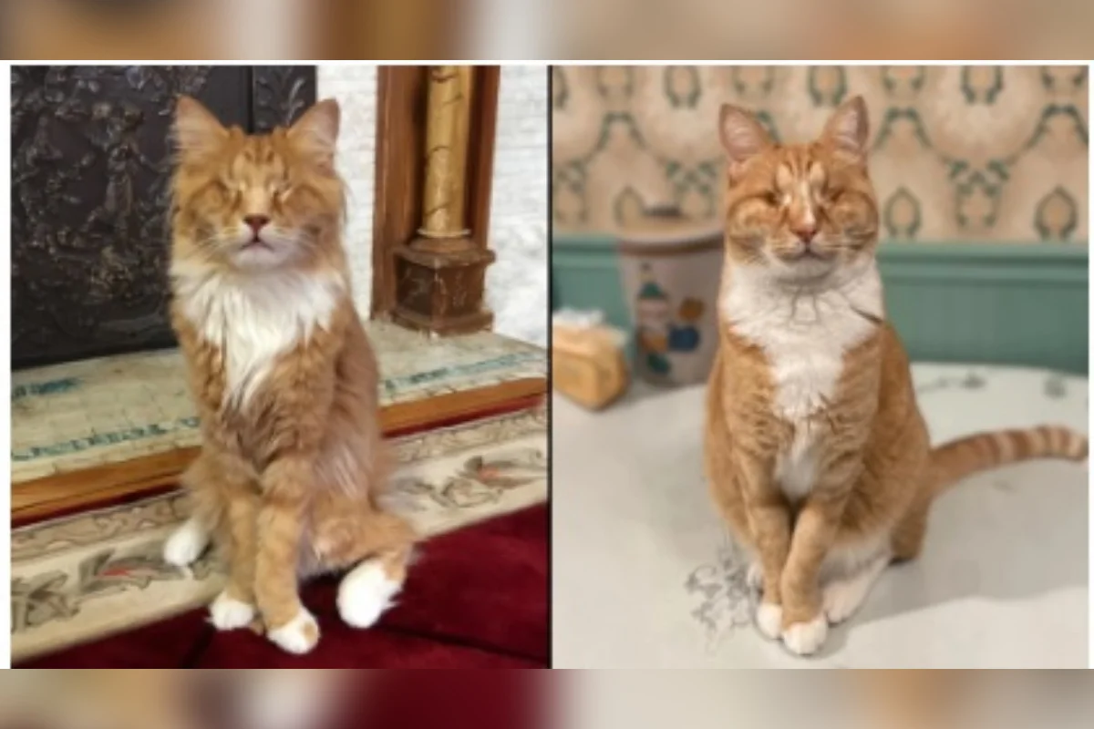 Gatos com pernas excepcionalmente longas são diagnosticados com doença rara