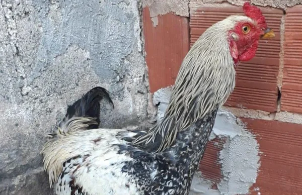 galo
