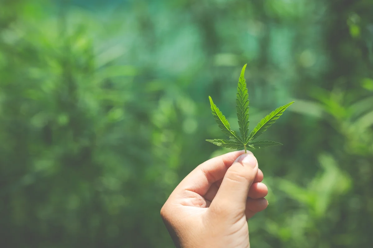 Imagem colorida da planta da cannabis - Metrópoles