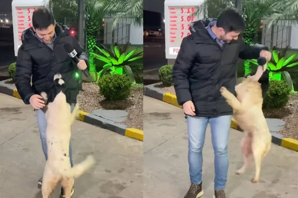 Repórter sofre ataque de fofura de cão em entrada ao vivo