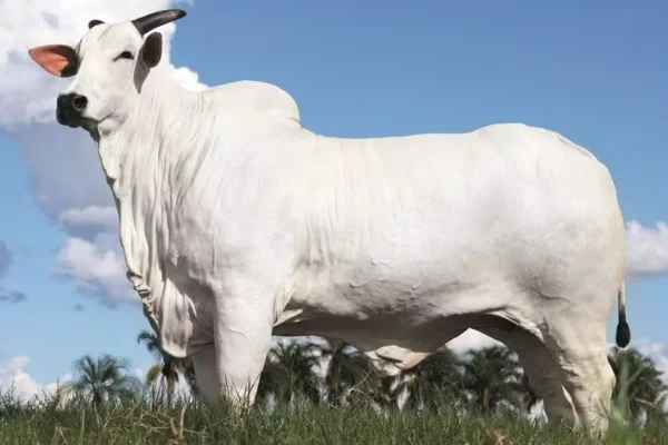 Imagem da vaca nelore mais valiosa do mundo - Metrópoles
