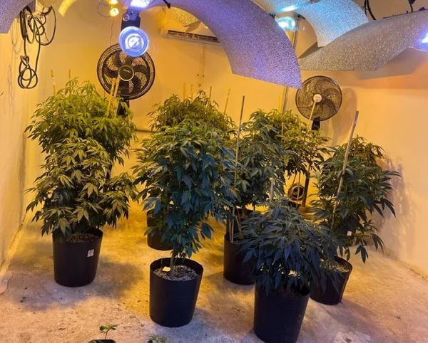 Plantação de maconha transgênica em Itu (SP)