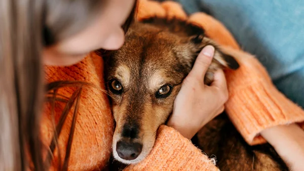 Seu pet é feliz? Confira 5 sinais que não mentem