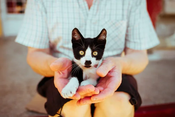 É oficial: em cinco anos, gatos vão dominar os lares brasileiros