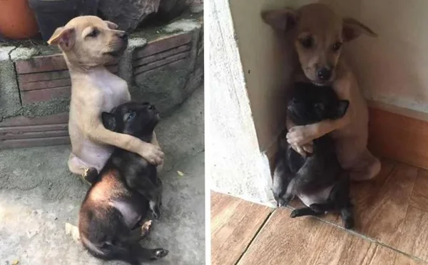 foto colorida de dois cachorros se abraçando