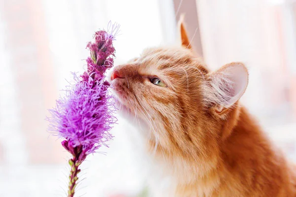 Gato cheirando flor