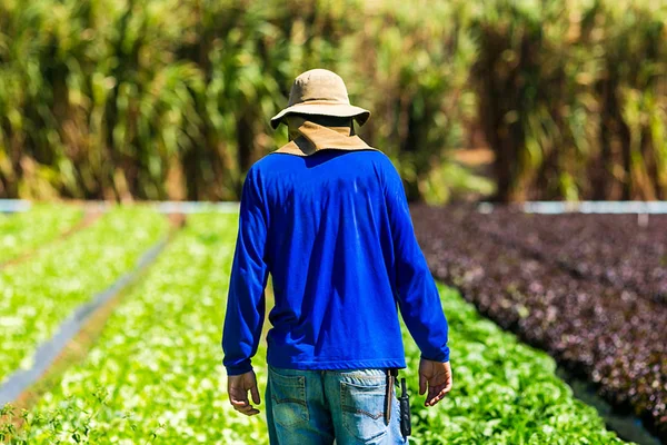 Alimentos cultivados por extensionistas abastecem 70% dos brasileiros