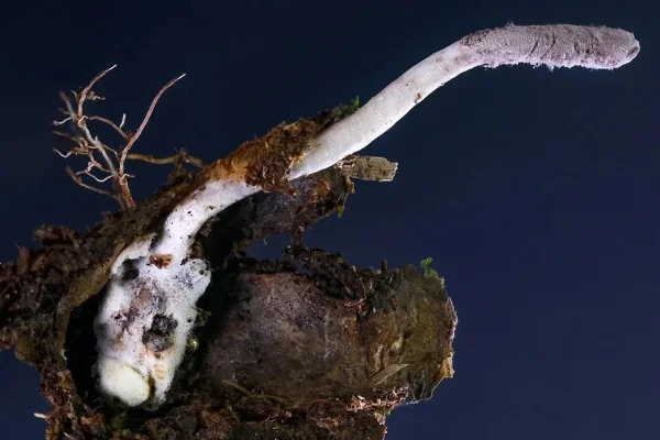 Foto colorida de fungo de cor branca saindo da casca de uma aranha após consumi-la - Metrópoles.