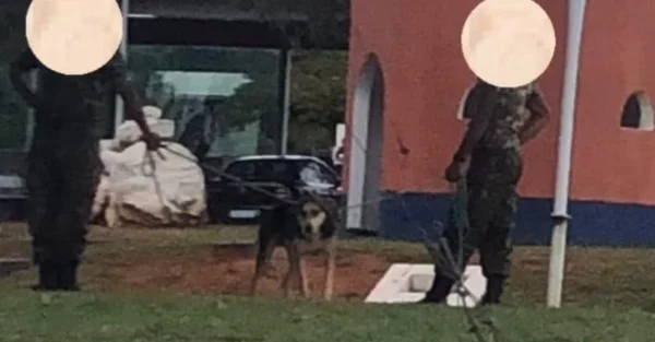 Fotos mostram cachorros sangrando e mal-alimentados no Exército