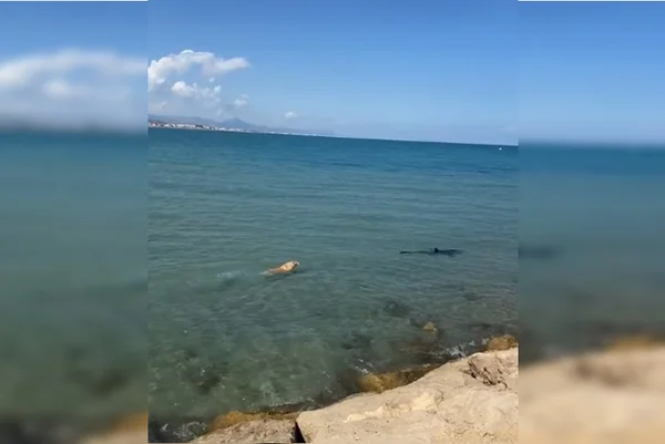 Cachorro e tubarão no mar - Metrópoles