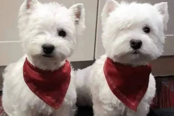 Cachorros gêmeos sem um olho