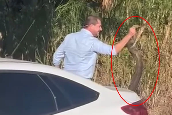 Imagem colorida de prefeito resgatando cobra em Goiânia - Metrópoles