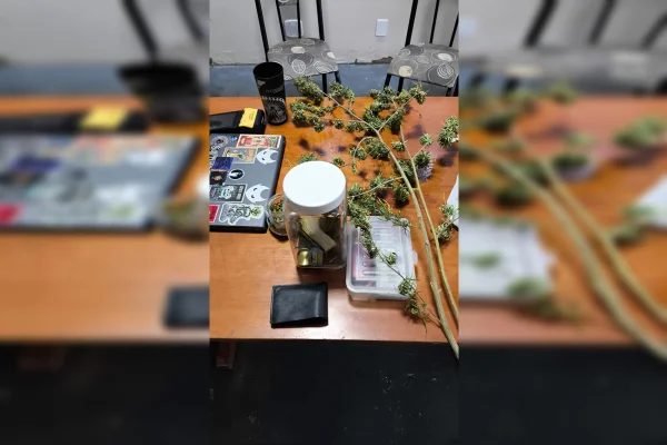 Servidor que recebia R$ 50 para liberar documentos tinha plantação de maconha em casa